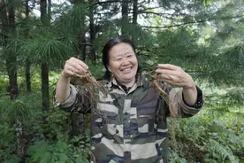 强国复兴有我 点赞吉林劳模㉜｜吴杰：林下参种植引领乡亲致富路图片