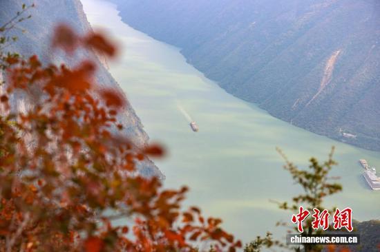 迎来最佳观赏期，长江巫峡两岸红叶美如画