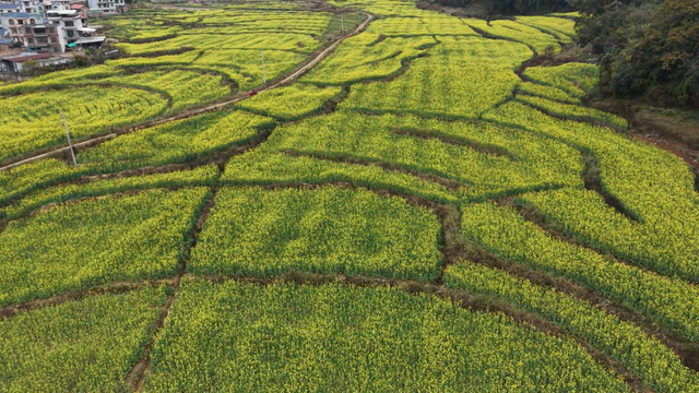 没看错！云南第一波油菜花已经金灿灿啦