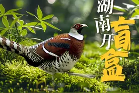海报 | 生物有“多”野 湖南开“盲盒”⑧：白颈长尾雉图片