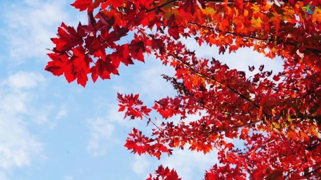 别去日本了！新洲的“同款”风景，美得更懂你