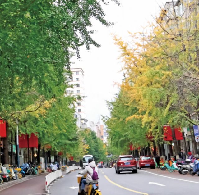 大观河畔滇朴金黄、黑龙潭公园枫叶火红……昆明街头秋色浓
