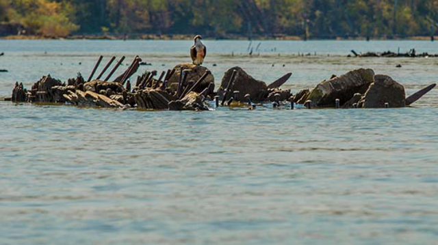 被遗弃的二战炸药上	，长出了更多的螃蟹和海星