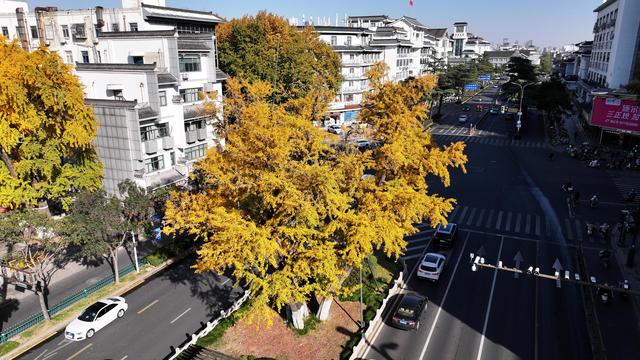 一树一景，扬州古城银杏树同披“黄金甲”