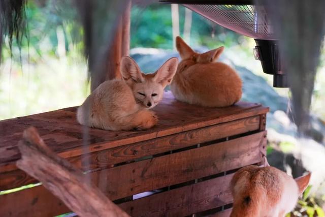 永川现实版“疯狂动物城”，比电影还上头！