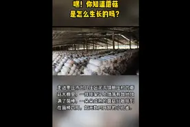 嘿！你知道蘑菇是怎么生长的吗？图片