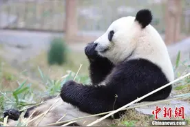 秦岭大熊猫乐享秋日时光图片