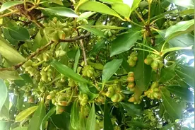 苗乡丰收季丨融水桐里村的八角丰收了 村民们乐开了花图片