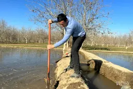 墨玉：小麦喝足“丰收水”  安全越冬有保障图片