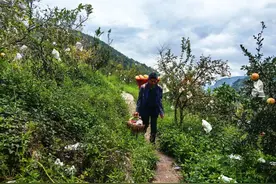 威宁龙场石榴熟啦！图片