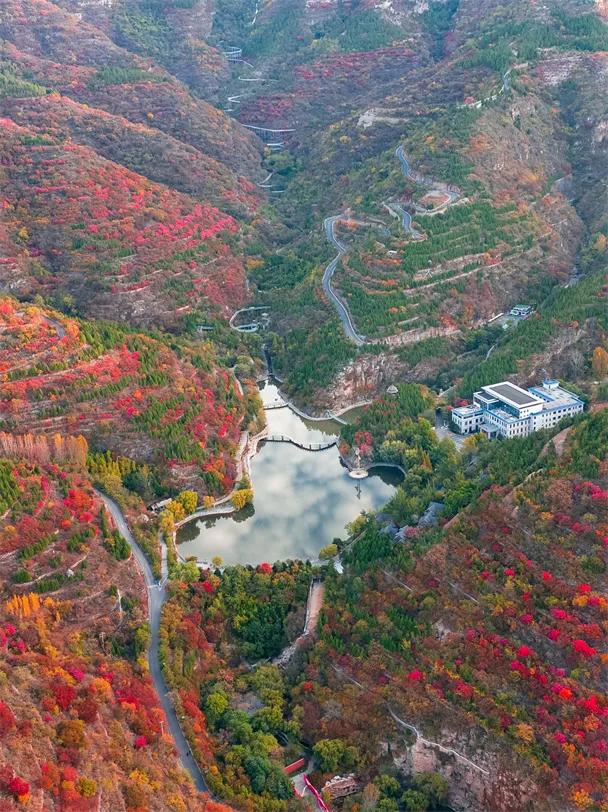 淄博红叶进入全盛期 漫山遍野醉人红