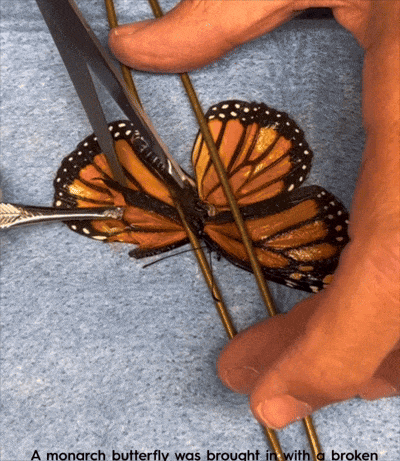 女子用胶水给受伤的蝴蝶粘上新翅膀，仅用5分钟，蝴蝶重返天空