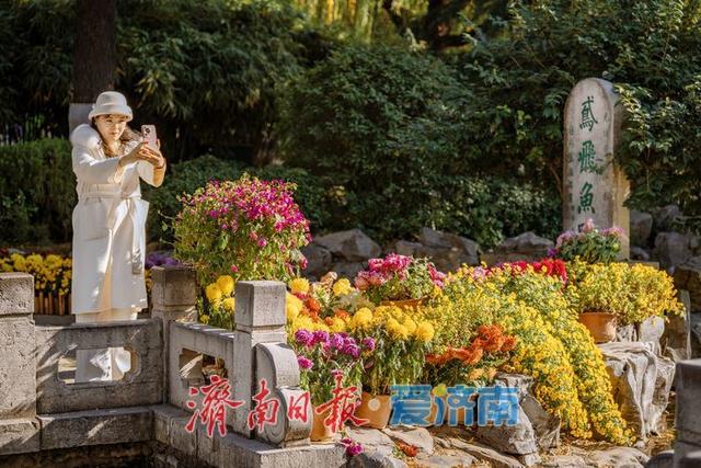 一年四季 泉在济南丨济南趵突泉菊展：初冬时节菊花争艳 满园锦绣引客来