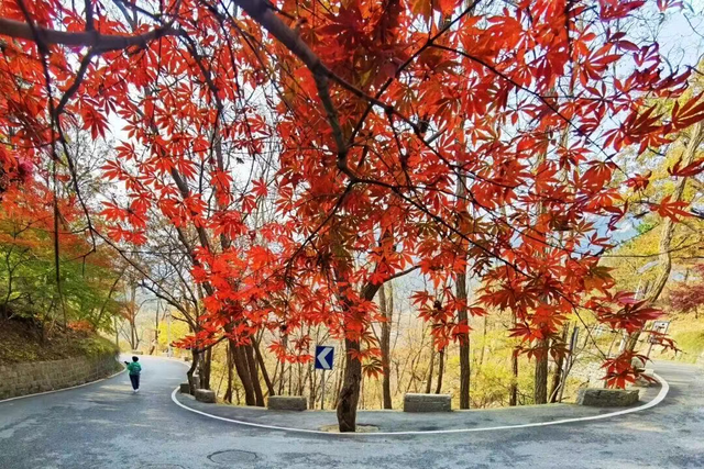 登上崂山来观海！这个冬天，崂山风景区3条精华路线邀您畅享美好