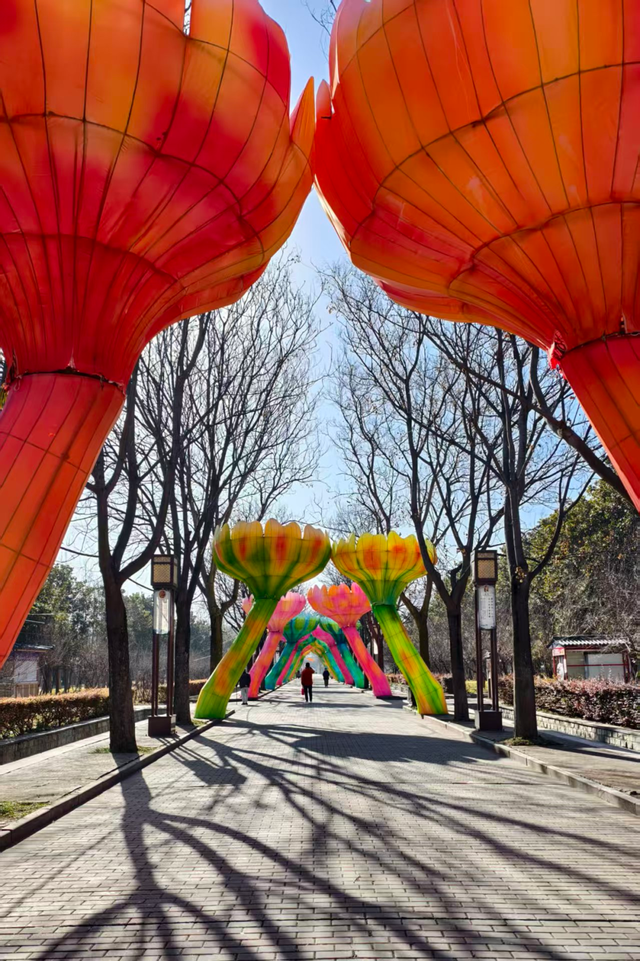 快出门！今年梅花开好啦，就是这么早！