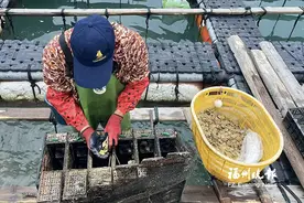 福州鲍鱼有了营养餐 将多种原料压缩成片降低养殖成本图片