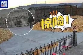黑龙江东北虎进村咬伤村民，家属称有两只老虎，伤者左手臂大概率保不住了，当地派出所民警都已进村抓捕图片