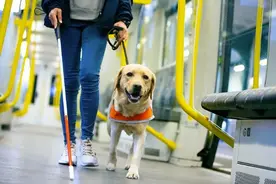 “申请导盲犬要邻居100%同意”，如此要求未免苛刻图片