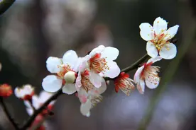 古人诗中的梅花，高洁又接地气，冷艳不失柔情图片