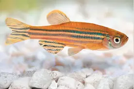 “太空养鱼”有何奥秘图片