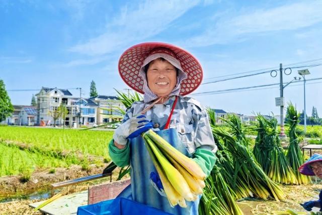 金秋奏响“茭”响曲！上海练塘茭白节暨古镇文化旅游节将启幕