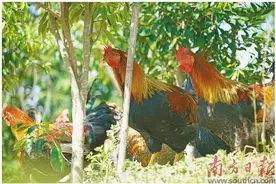 沉香树下养“飞凤”图片