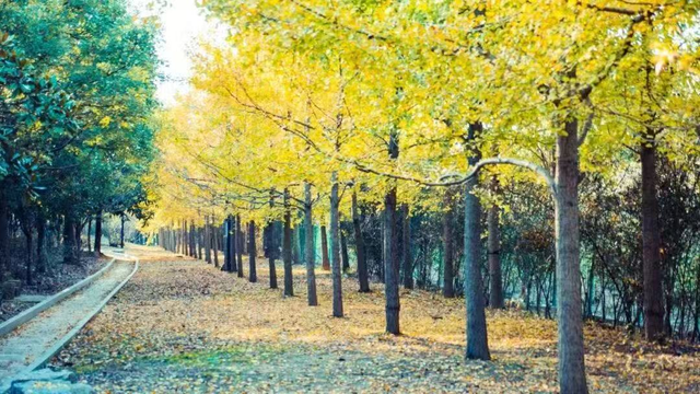 荆州赏秋地图｜不止中心城区！荆州县域秋景图鉴出炉，N个绝美点位等你来打卡！