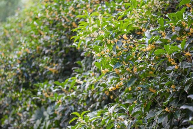 一大波美图袭来！长宁赏秋秘境藏不住啦～