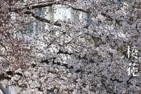校花来了 | ④ 当青春撞上春天，“一中”惊艳了时光图片