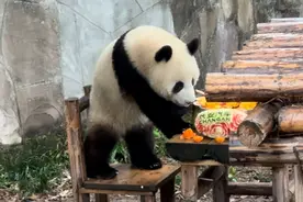 重庆顶流大熊猫“莽灿灿”年夜饭烫火锅，游客人头攒动围观熊猫“干饭”图片