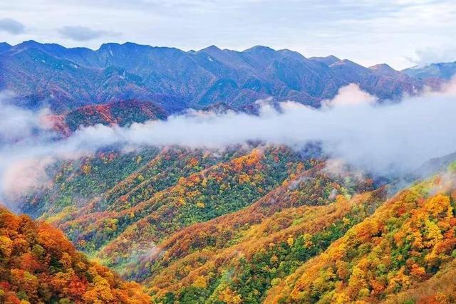 知音湖北 发现美好丨神农架层林尽染引游客纷至沓来