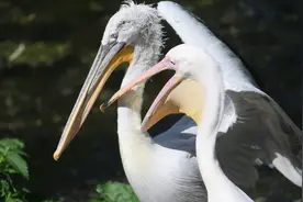 （外代二线）莫斯科动物园的动物们(2)图片