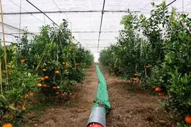 地产红美人新品种上市，快来尝鲜~图片