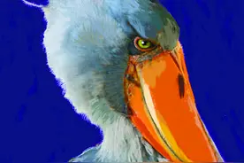 康德也成小说主角图片