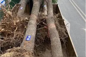 施工擅自移植树木，南京鼓楼城管当场查处图片