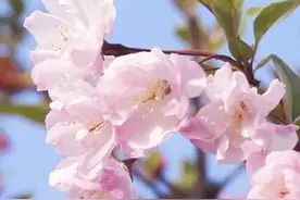 春日来崇明长兴岛，赏花踏青、采摘露营……图片