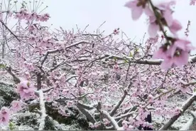 气温“跳水”重庆各地大幅降温 部分高海拔地区出现“桃花雪”图片