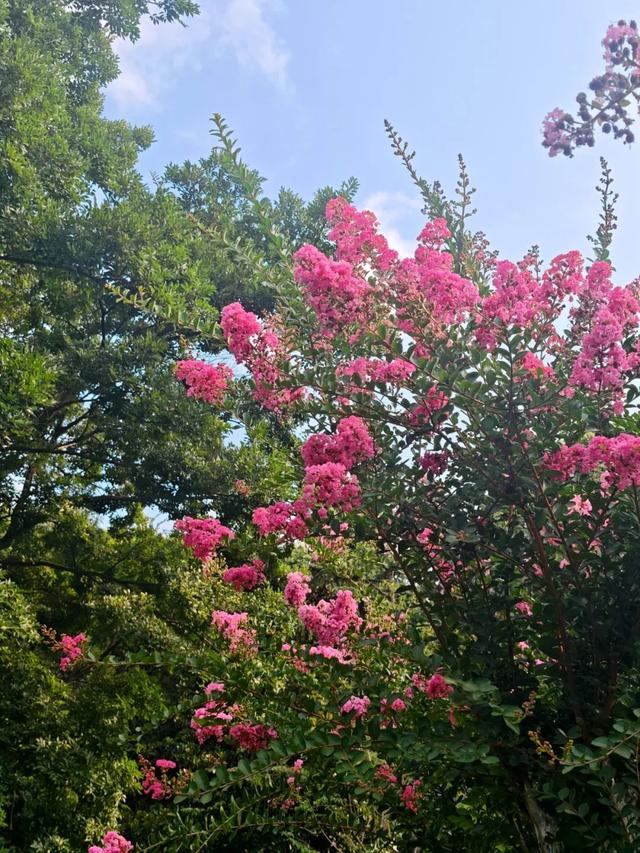 绝绝“紫”！又是被紫薇花硬控的夏天