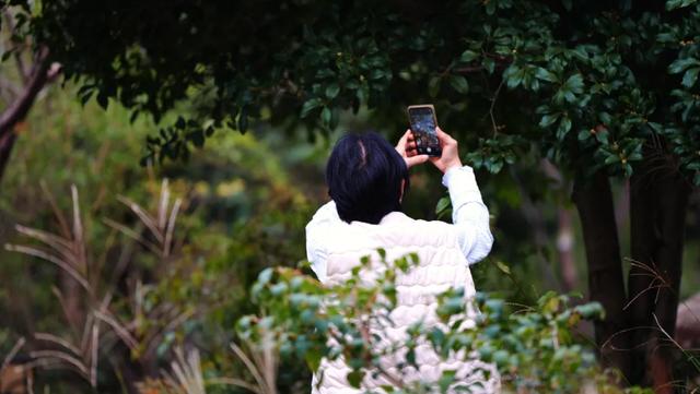 难得一见!10月“樱桂同框”,预计还将持续几天