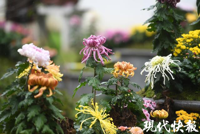 秋日限定浪漫！南京中山植物园菊展上线