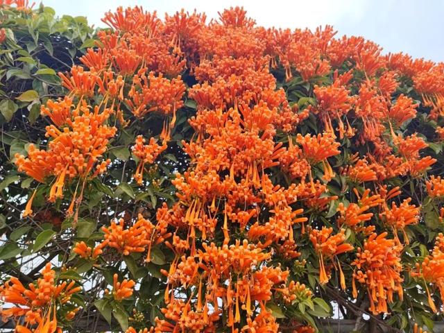 江门惊现“橙红瀑布”！马上解锁冬日限定→