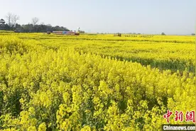 江苏高邮千亩菜花湖上开 八方宾客共赏春日胜景图片