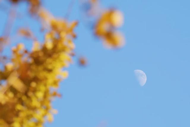 金山这些地方“含金量”满满，再不去等明年…