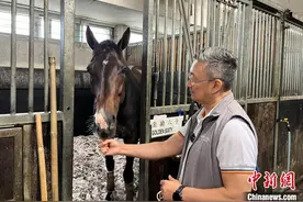 练马师威哥与他的“香港马王”“金鎗六十”图片