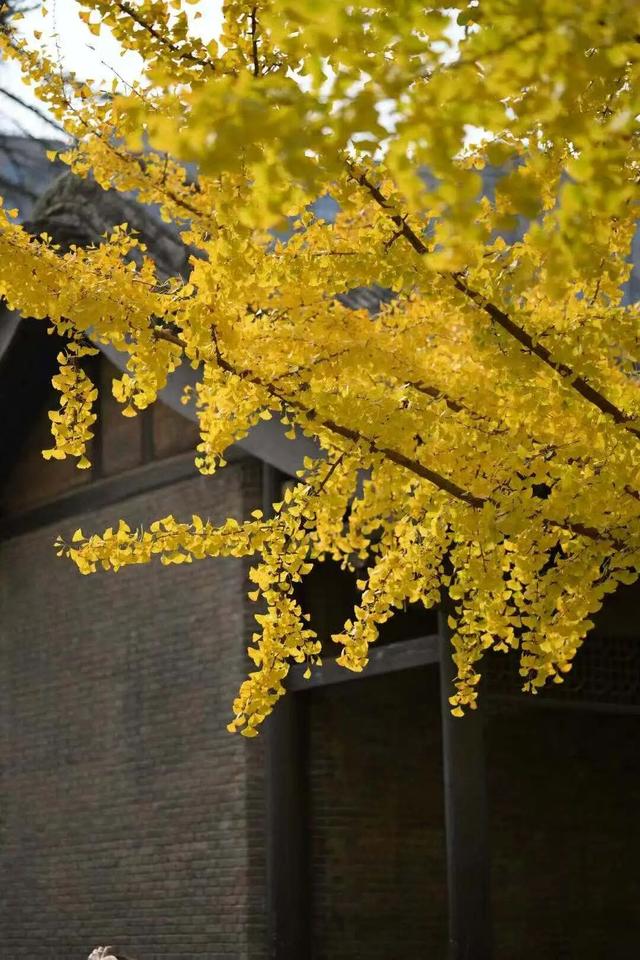 秋风引路入曲江，芙蓉金叶映红墙