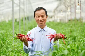 干好种辣椒这一件事，长沙82岁老人培育出300多种辣椒，被评为敬业奉献湖南好人图片