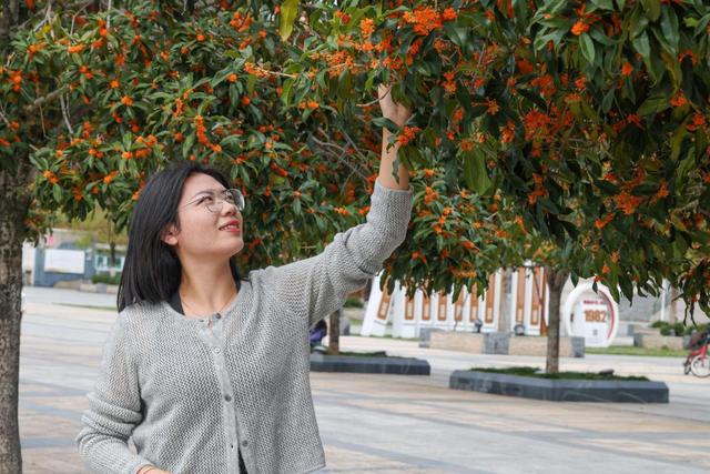 福建武夷山：丹桂飘香 赏花正当时