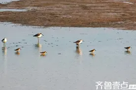 认识漂亮的鹬鸟图片