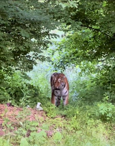 吉林延边男子自驾偶遇“拦路虎”，对望数眼后老虎消失林间，乡政府：事发地位于保护区，野生动物出没较为频繁