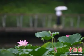 山城重庆夏日荷花别样美图片